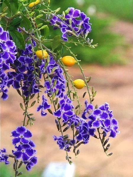 Maybe you would like to learn more about one of these? 17 Best images about Duranta on Pinterest | Sky, Memories ...