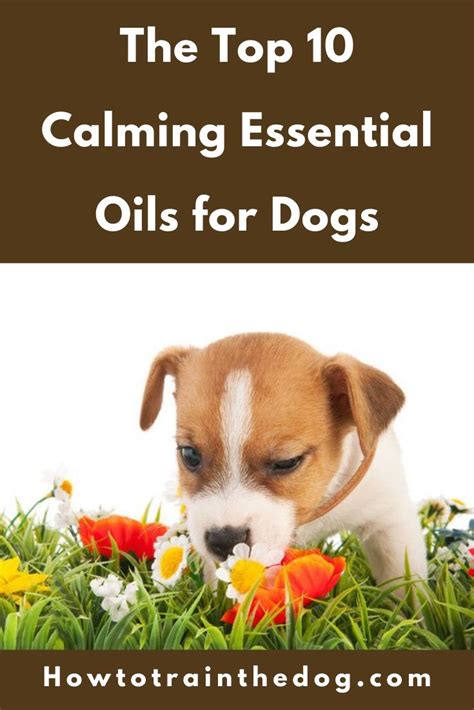 The Top 10 Calming Essential Oils For Dogs Essential Oils Dogs