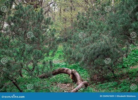 Forest With Pine Trees Green Landscape Stock Image Image Of