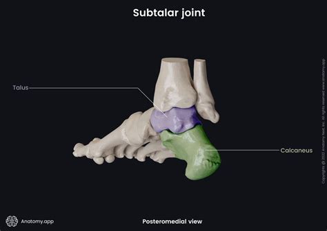 Subtalar Joint Encyclopedia Anatomyapp Learn Anatomy 3d Models