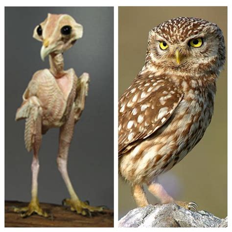If You Ever Wondered How A Naked Owl Looks Like 9GAG