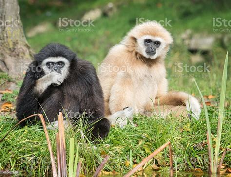 Lar Gibbons At A River In The Rainforest Stock Photo - Download Image ...