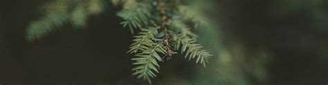 7 Tips For Healthy Pine Trees Tomlinson Bomberger Spruce Tree Fir