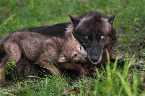 Il Cucciolo Di Lupus Di Grey Wolf Canis Salta Su Sulladulto Immagine