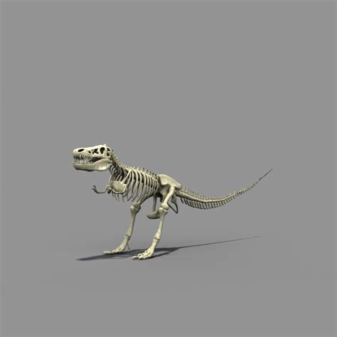 T Rex Skeleton 3d Model