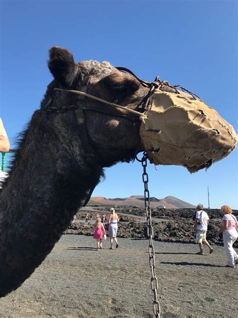 These humps give camels their legendary ability to travel up to 100 desert miles without water. Travel: Volcanoes in Lanzarote