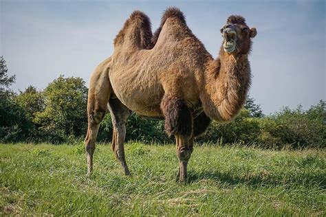 HD wallpaper: camel, wild bactrian camels, animal circus, meadow, grass