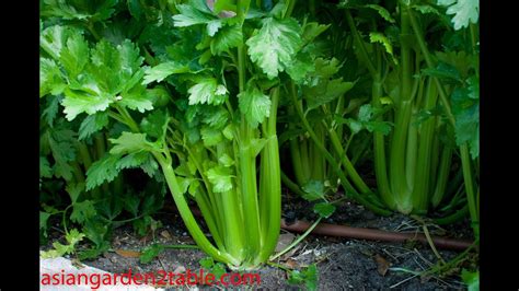 How To Grow Celery From Seeds（西芹） Youtube