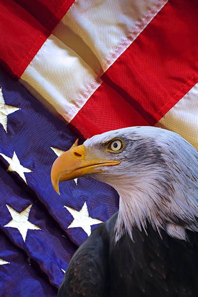 1800 Bald Eagle Flag Stock Photos Pictures And Royalty Free Images