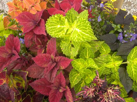 Beauiful Coleus at M and D Farms | Flowers, Plants, Garden