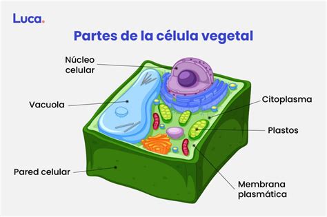 Partes De La Célula Vegetal Y Sus Características