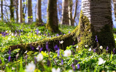 Wallpaper Forest Wildflowers Trees Moss 1920x1200 Hd Picture Image