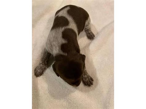 The expected whelp date should be. Liver / white ticked German Shorthaired Pointer puppies available in Chesapeake, Virginia ...