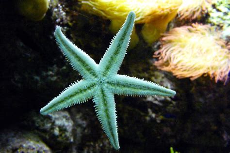 Green Starfish In The Ocean Image Free Stock Photo Public Domain