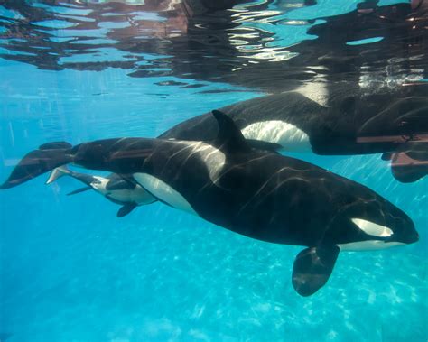 Social Lives Of Killer Whales Drone Footage Reveals They Have Close