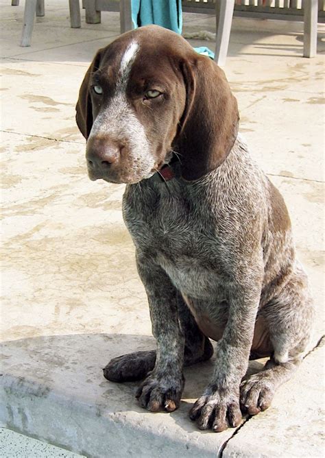 Ckc registered from registered breeder. Mary's Be a GoodDog Blog: German Shorthaired Pointer: The ...