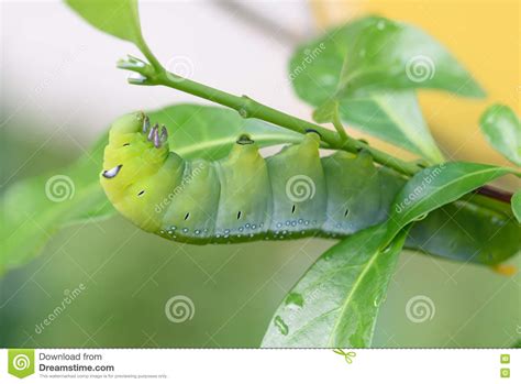 Green Chubby Worm Stock Photo Image Of Closeup Natural 79951478