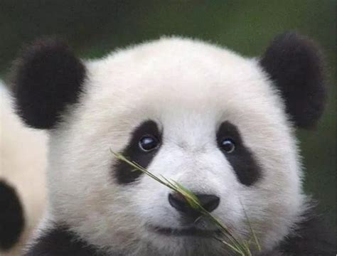 Baby pandas are called cubs and they are tiny when they are born. Why do pandas eat bamboo? - Quora