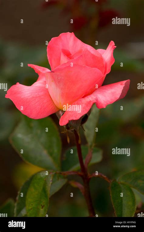 Rosemary Harkness Rose Heirloom Roses St Paul Oregon Stock Photo Alamy