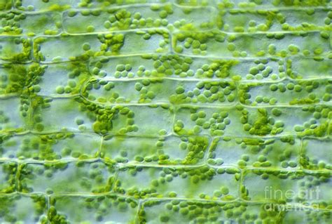 Elodea Leaf Cells Low Power
