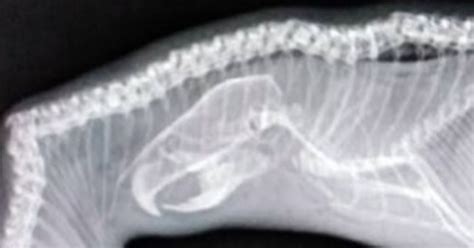 X Ray Reveals Snake S Huge Final Meal Inside Stomach That Led To Its