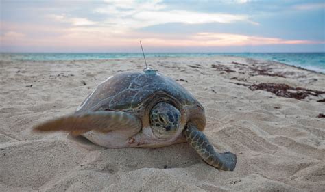 Green Sea Turtle On Loggerhead Key Beach