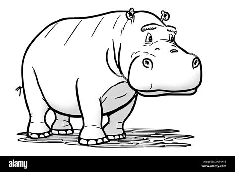 Cute Hippo Drawing Line Art Illustration Stock Photo Alamy