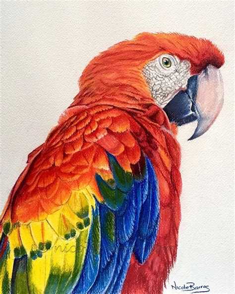 Colorful Parrots Drawings