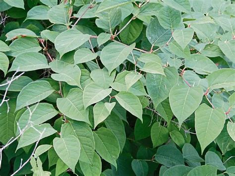 Tipperary Council Appeals To Public Not To Cut Back Japanese Knotweed