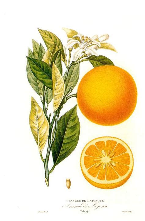 Lhuile Essentielle Orange Douce A Une Odeur Fraîche Agréable Et Elle