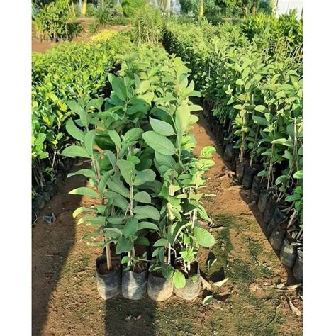Tyavan Well Watered Taiwan Pink Guava Plant For Garden At Rs 80piece