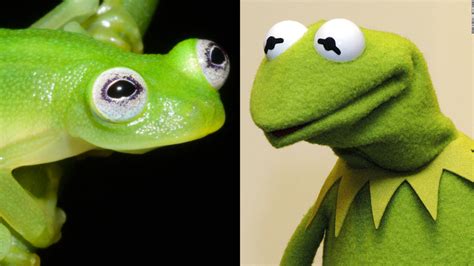 Newly Discovered Frog Looks Like Kermit Cnn Video