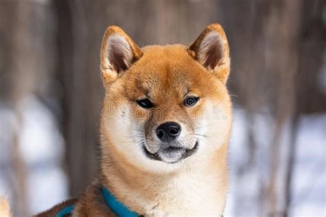 Shiba Inu Dog In Winter Snow Fairy Tale Forest Stock Image Image Of