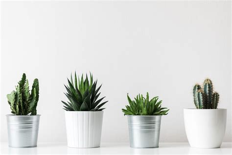 Is it ok to put cacti in bathroom? Kakteen & Sukkulenten richtig pflegen: Die 5 besten Tipps ...