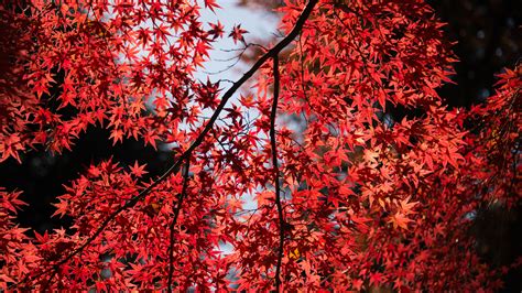 Red Leaves Tree Close Up 4k Trees Wallpapers Tree Wallpapers Red