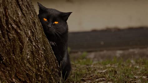 Black Cat With Yellow Eyes Is Standing Near Tree Hd Cat Wallpapers Hd