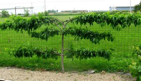 Espaliered Fruit Trees Small Space Orchard Garden