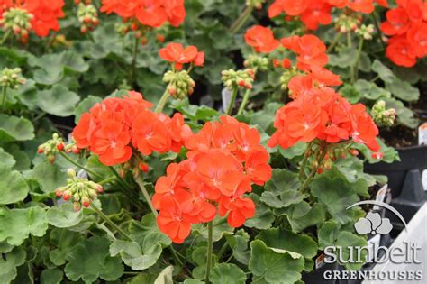This is an exciting way to learn about the history of the fur trade which helped to shape our nation. Geranium Rocky Mountain Orange | Geraniums, Flowers, Rocky ...