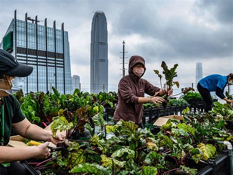 Hong Kongs Urban Farms Sprout Gardens In The Sky Forbes India