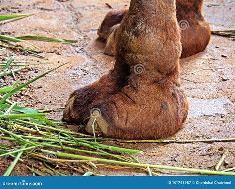 Closeup Camel Foot On Nature Background Stock Image Image Of East