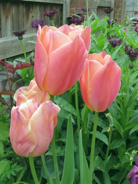 Tulip Stunning Apricot Tulips Planting Bulbs Stunning