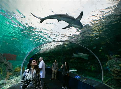 Ripleys Aquarium Of Canada Is Now Open Best Of Toronto