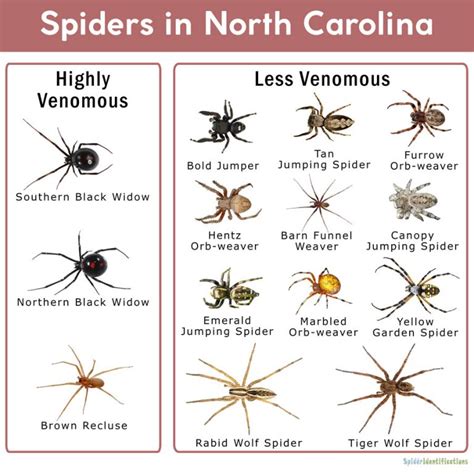 Spiders In North Carolina List With Pictures
