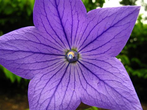 Filepurple Blue Flower 2 West Virginia Forestwander