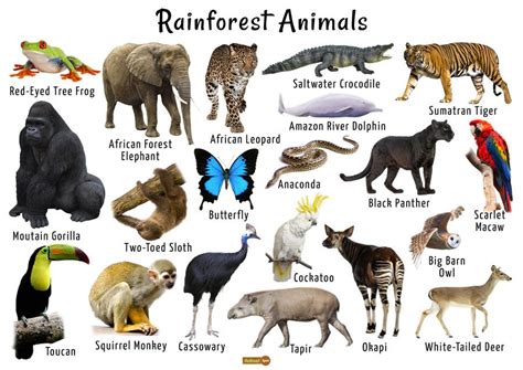 Rainforest Animals List Adaptations Pictures Rainforest Animals