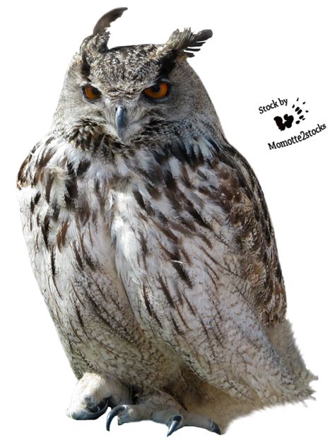 Owl Transparent Png All