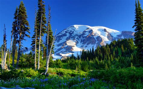 Mount Rainier Usa Mountains Hd 4k Wallpaper