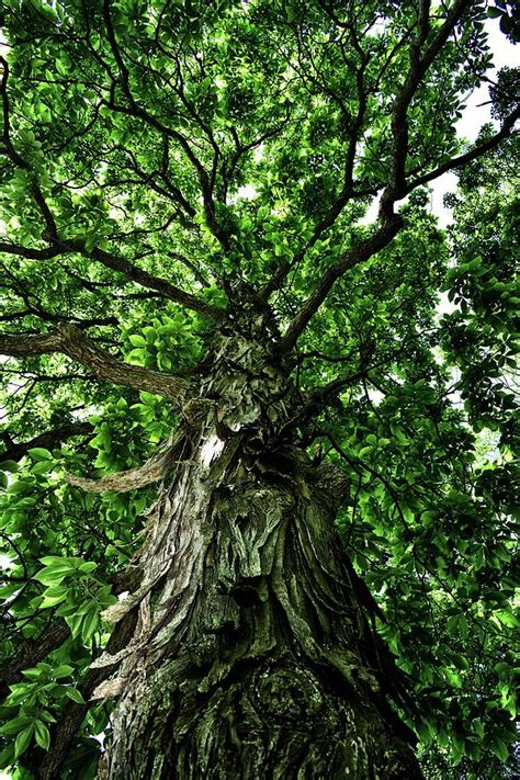 Shagbark Hickory Tree Photograph By James Defazio Pixels