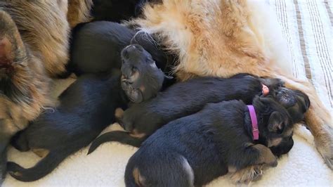 2 week old german shepherd puppies. German Shepherd Puppies - 2 week old - YouTube