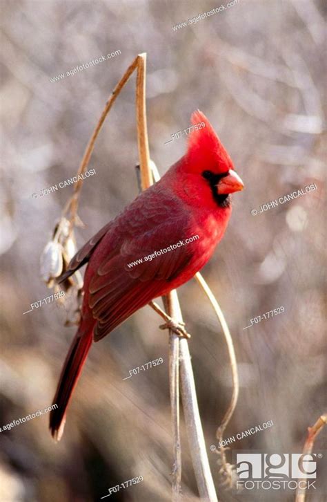 Northern Cardinal Cardinalis Cardinalis Sonoran Desert Arizona Usa